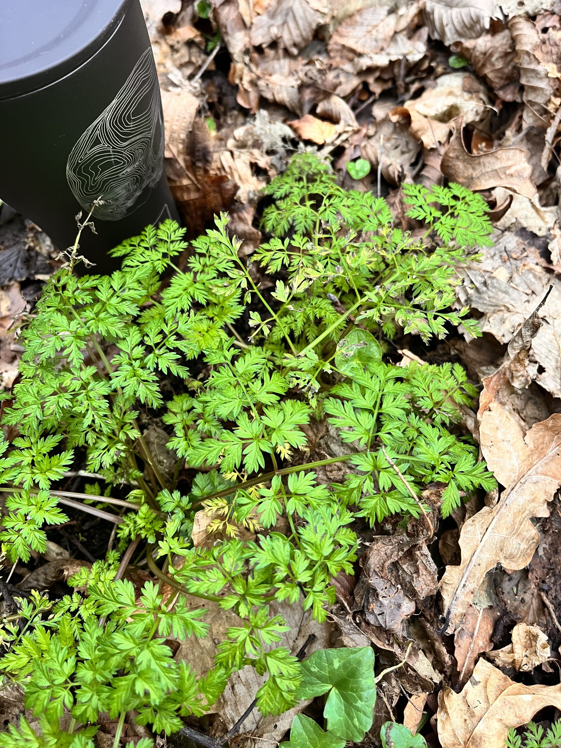 Early Cow Parsley leaves in March. This was at Antrim castle Gardens at the edge of woodland.