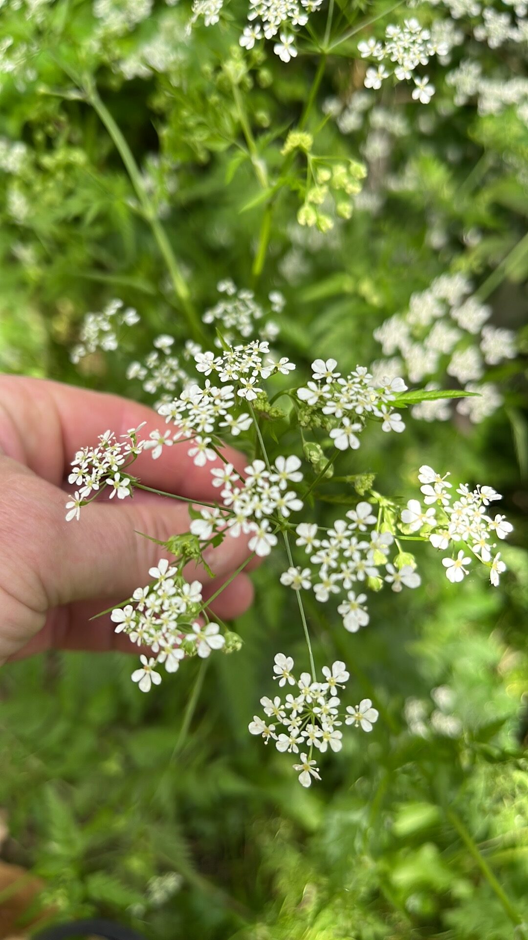 Cow Parsley flowers showing 5 petals. When stems are crushed they smell of parsley or carrot.